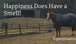 Image result for Common-Sense Equestrian Quotes