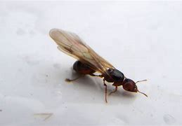 Image result for Male Flying Ants