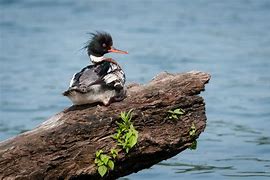 Image result for Winter Merganser