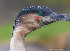 Image result for Cormorant Nose