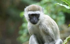 Image result for Monkey List