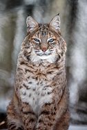 Image result for Lynx Rufus