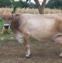 Image result for Brown Swiss Cattle