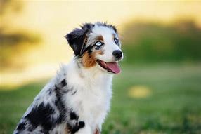 Image result for Shep American Dog