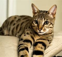 Image result for Svahna Cat