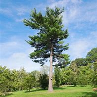 Image result for Full-Grown White Pines