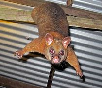 Image result for Possum Homes