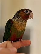 Image result for Black Cap Conure