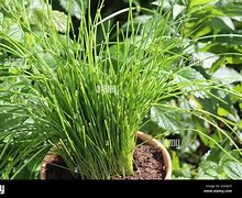 Image result for Chives in Herb Garden