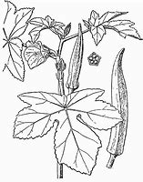 Image result for Okra Drawing