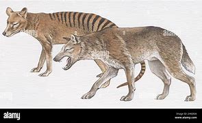 Image result for Dire Wolf Extinct