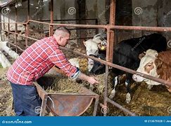 Image result for Feeding Cows Hay