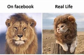 Image result for What Is a Elephant Lion Meme