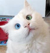 Image result for Most Beautiful Cat Eyes