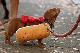 Image result for Smile Dog Costume