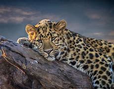 Image result for Back of a Leopard