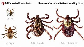 Image result for Ticks and Mites