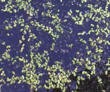 Image result for Duckweed Close Up