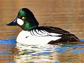 Image result for Ducks and Divers of Alaska