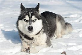 Image result for Proud Husky in the Snow