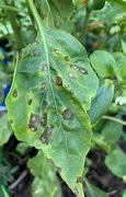 Image result for Bacterial Leaf Spot