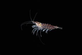 Image result for Krill Shrimp