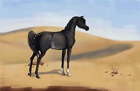 Image result for Rabicano Horse