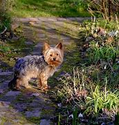 Image result for Monty Don Dogs