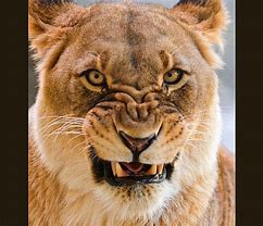 Image result for White Lion Angry