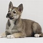 Image result for Tamaskan Husky Dog