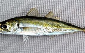 Image result for Delmege Jack Mackerel