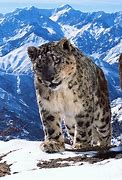 Image result for Snow Leopard Fight