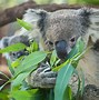 Image result for Los Koalas