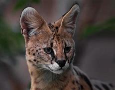 Image result for Serval Photography