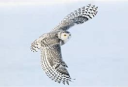 Image result for Snowy Owl Size