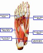 Image result for Foot Anatomy Plantar Arch