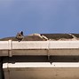 Image result for Rats in Home Gutter