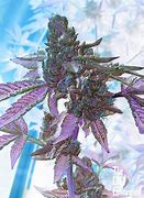 Image result for Tahoe OG Kush