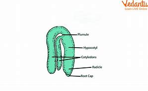 Image result for Dicot Embryo Development