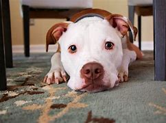 Image result for Adopt Pit Bull