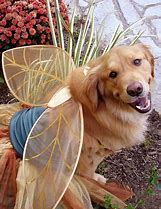 Image result for Fairy Tale Dog