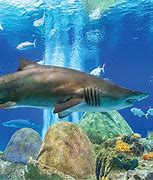 Image result for Odysea Aquarium Piranha