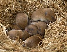 Image result for Vole Bones