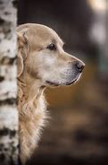 Image result for Chien Joli Adulte