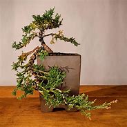 Image result for Bonsai Paradise Orlando