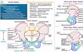 Image result for Skeletal System Pelvic Girdle