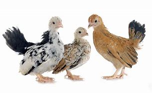 Image result for Chicken Serama Art