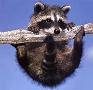 Image result for Smart Raccoon