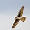 Image result for Prairie Falcon