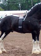 Image result for Shire Horse Saddle